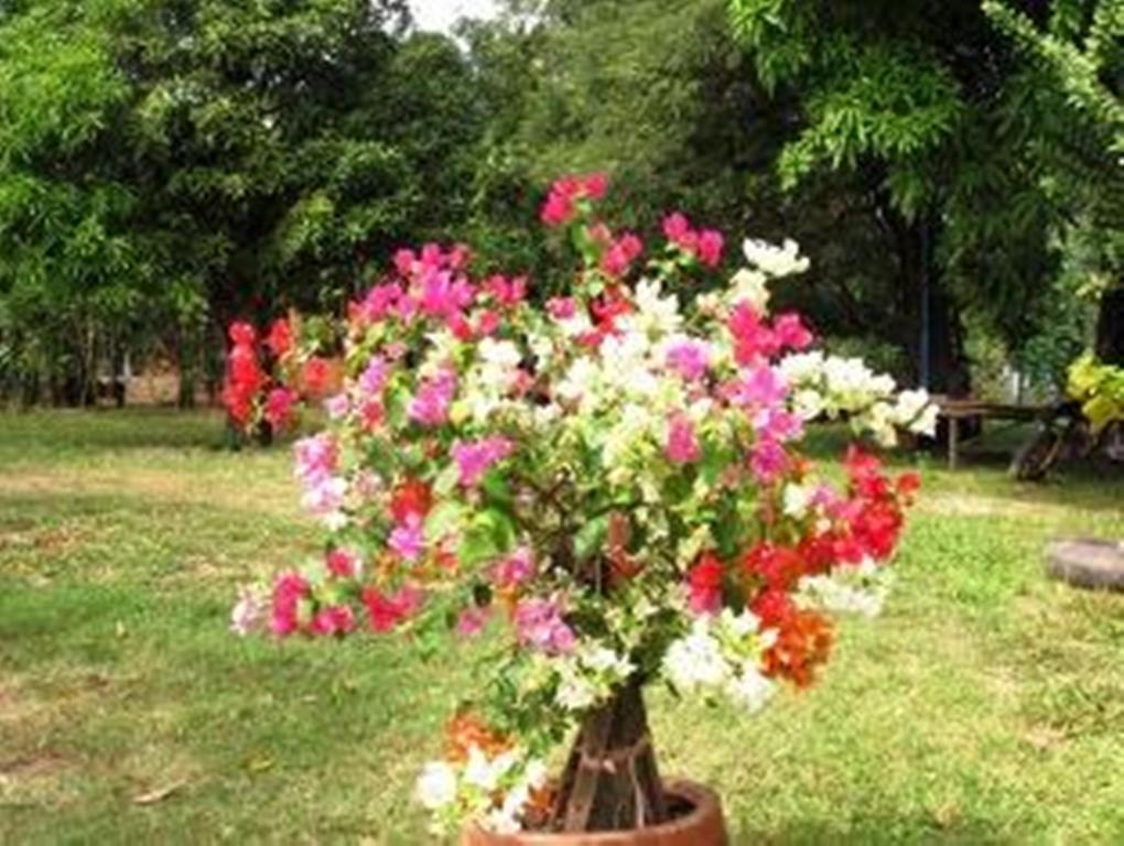 Champa Lodge Kampot Bagian luar foto
